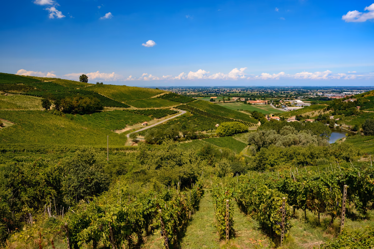 Oltrepò pavese, ecco la prima mappa viticola: il Pinot nero davanti alla Croatina