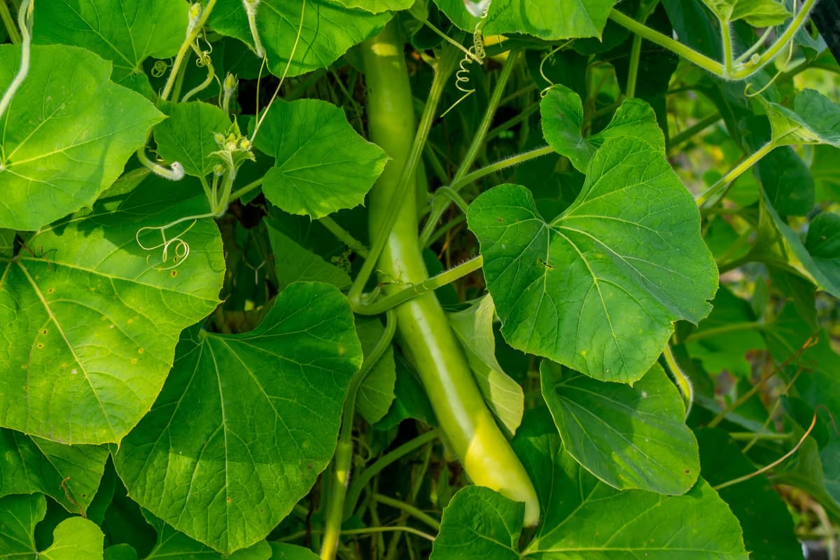 La zucchina lunga, dalla cucina povera ai piatti degli chef siciliani