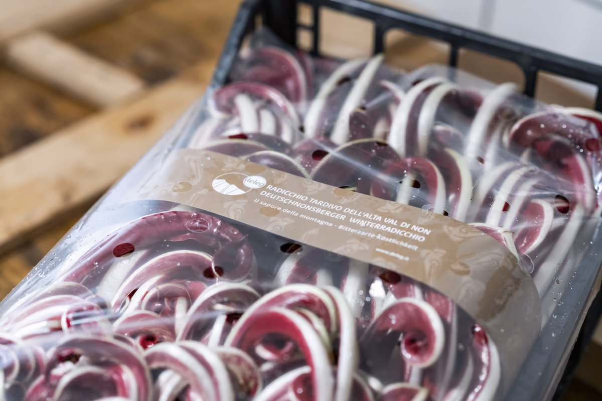 Sono sette le aziende che producono il Radicchio Rosso