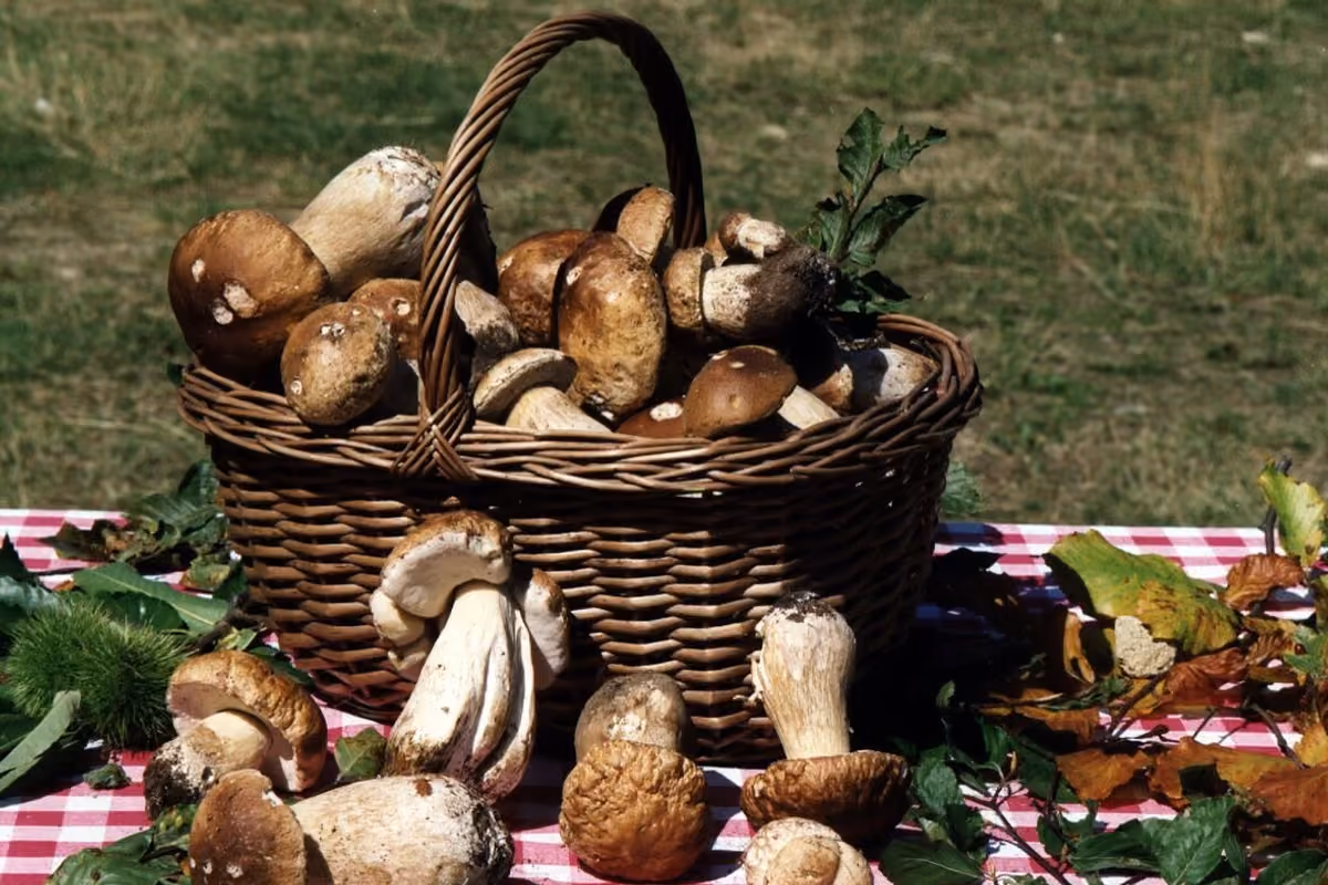 Funghi, tartufi e castagne: l'autunno da gustare tra l'Alta Val Taro e la Val Ceno