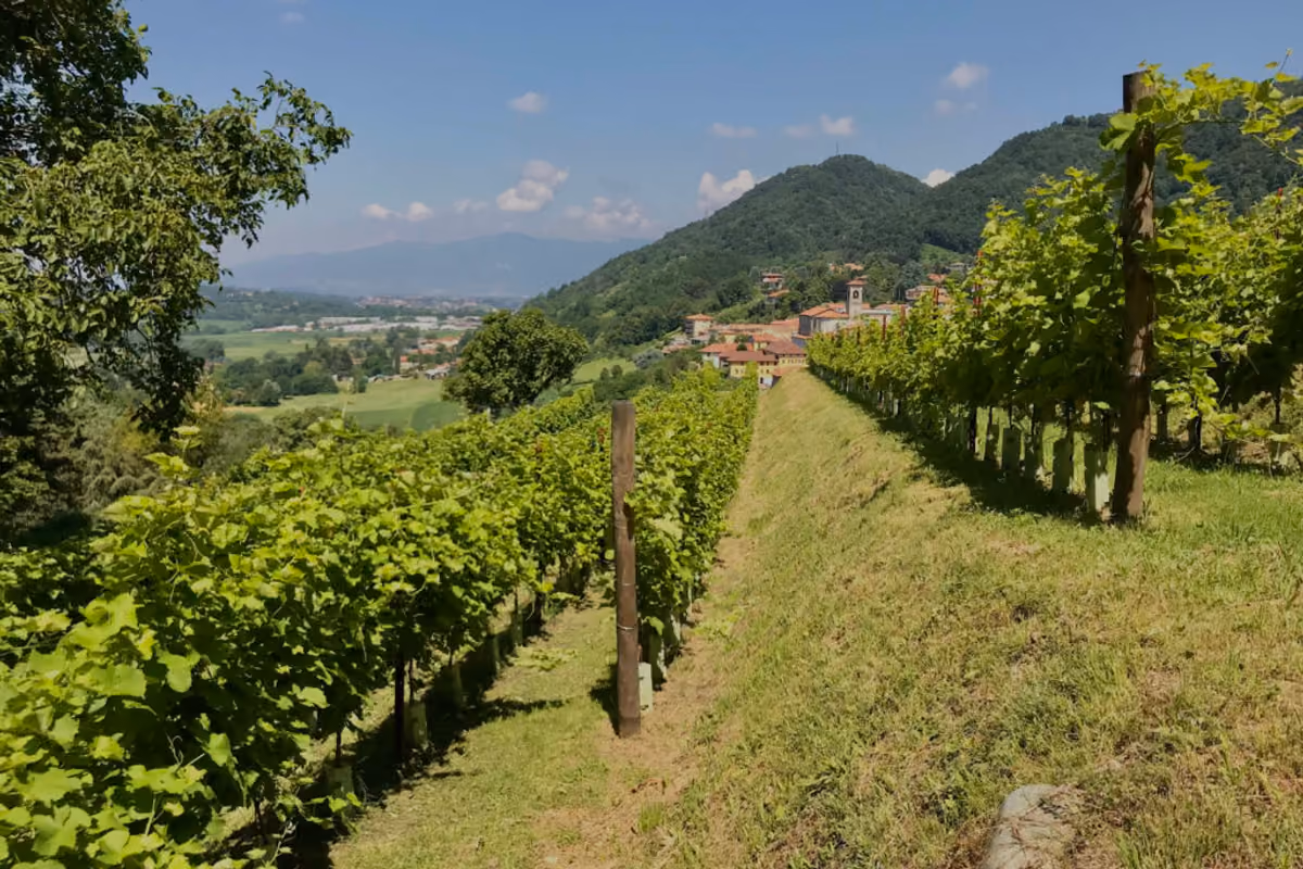 Tra il lago di Como e la Brianza c'è una piccola denominazione del vino da scoprire