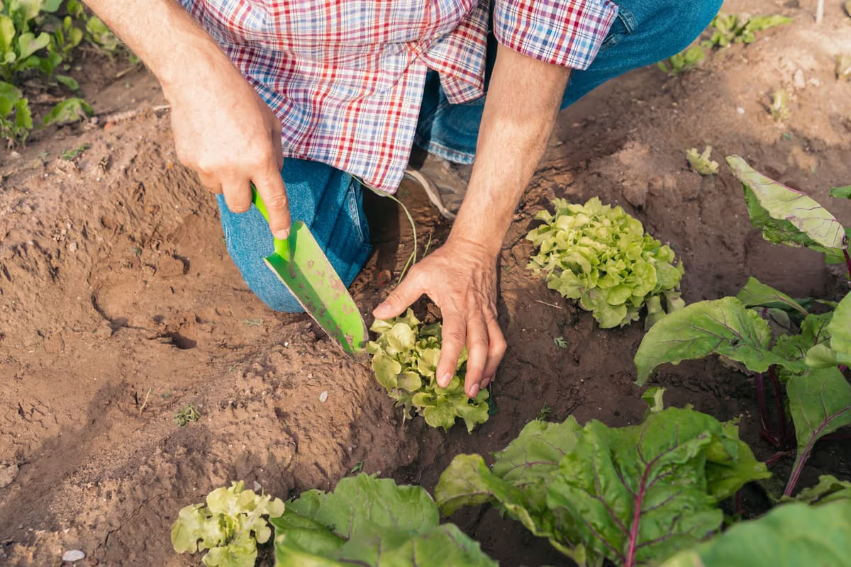 Verdure, a Brescia è allarme nei campi: raccolti in calo fino al 60% e prezzi in aumento
