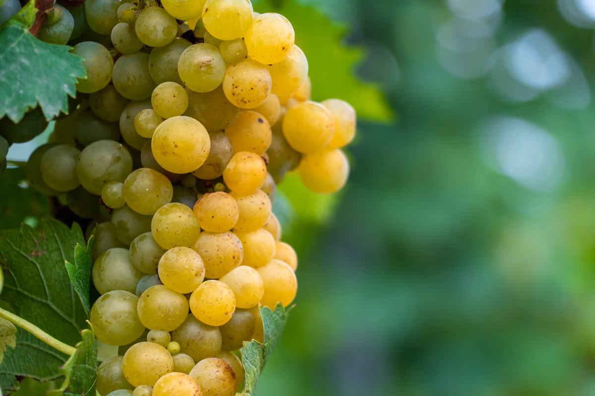 Il Moscato Bianco di Asti,