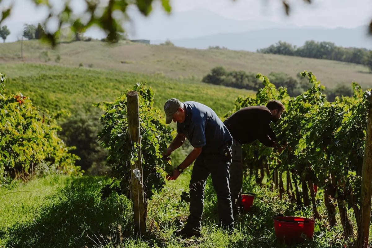 Montecucco, cinque ondate di calore, ma uve sane: rese in calo del 10-15%