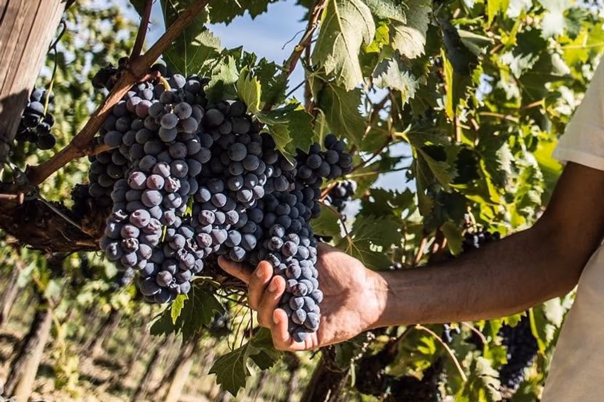 Montecucco, il Sangiovese arriva alla raccolta dopo un'estate senza piogge