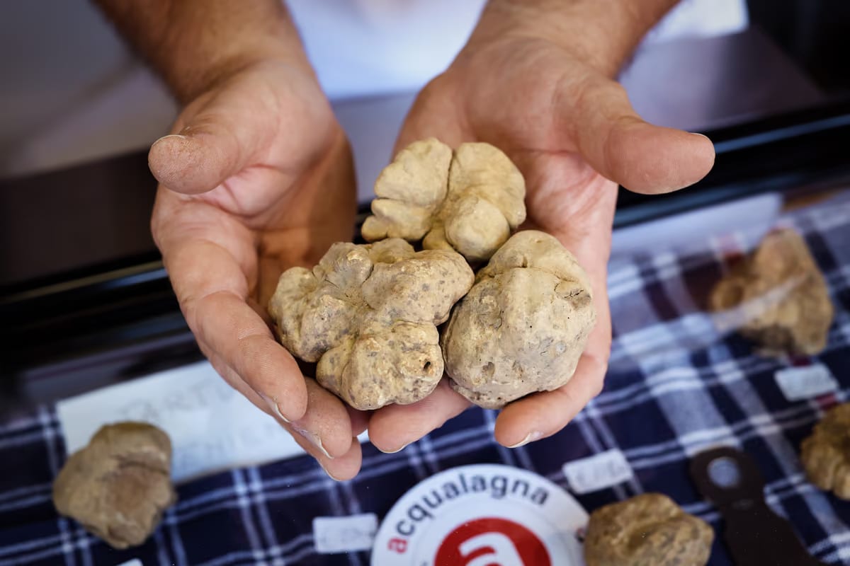 Sette giornate dedicate al tartufo bianco: ad Acqualagna torna la fiera internazionale