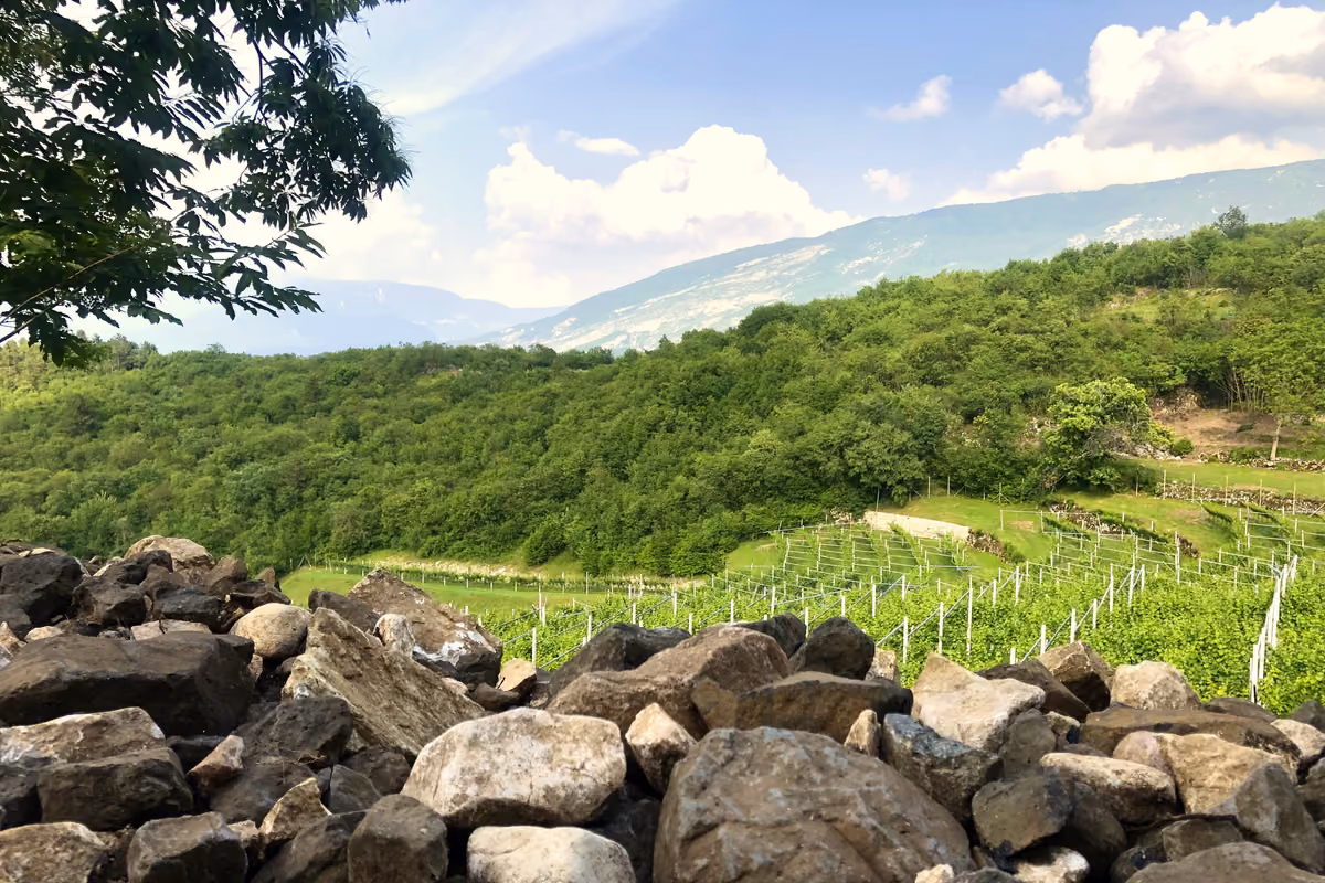 terrazzamenti di un vigneto in pendenza su un rilievo montuoso boschivo
