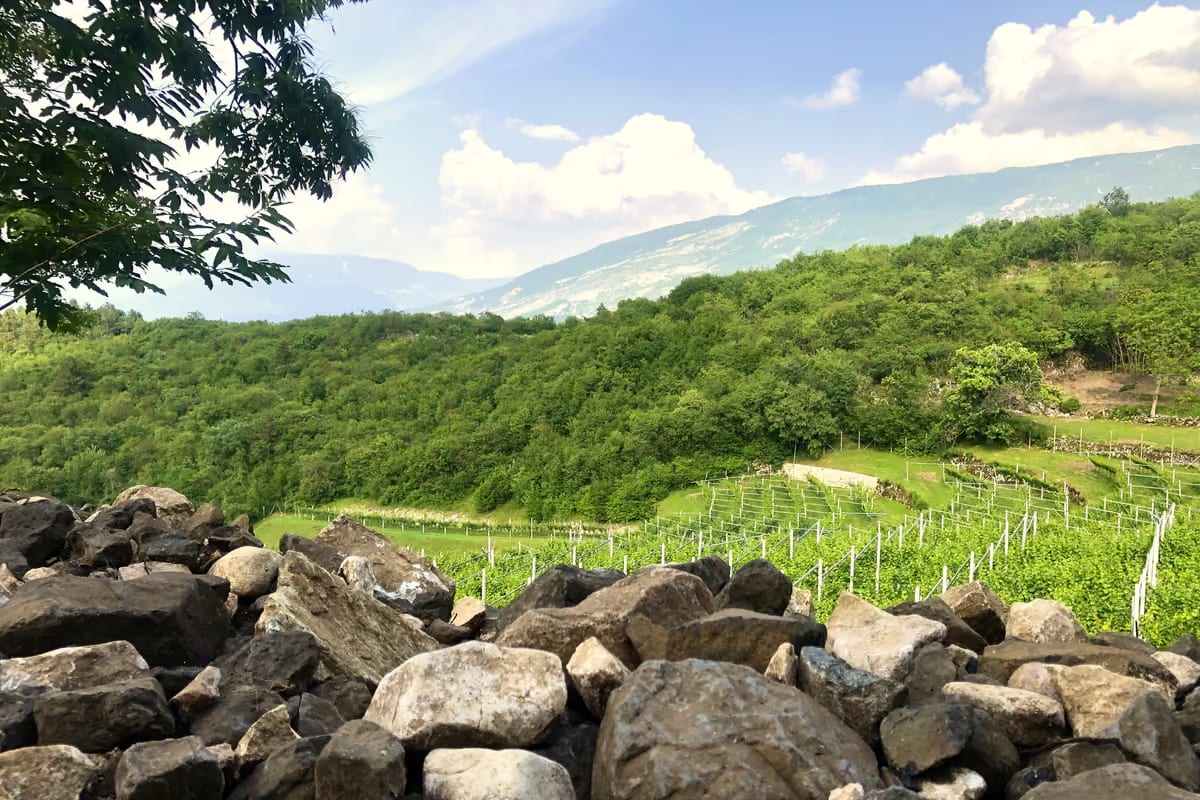 Vigneti in montagna per evitare il caldo, ma produrre vino può costare di più