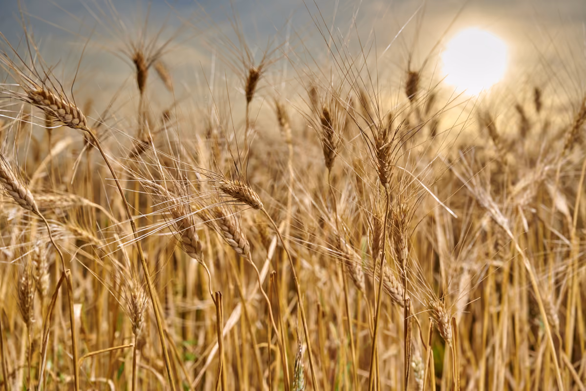 quantità particolarmente contenute di alcuni zuccheri semplici rispetto agli altri cereali