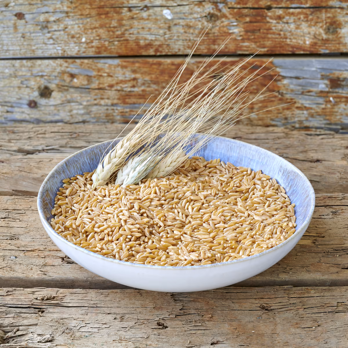 Il grano a marchio Kamut