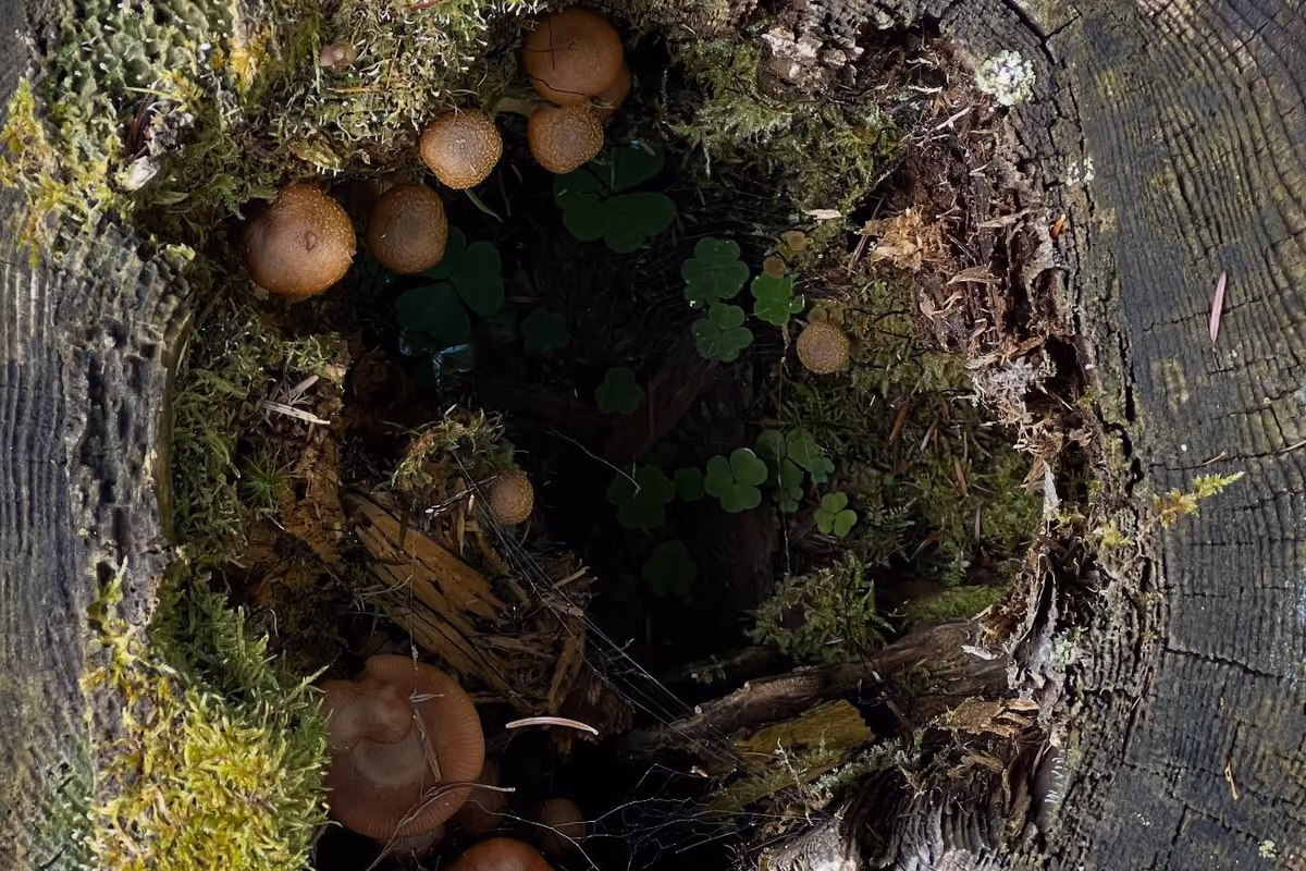 Dal bosco al piatto, passando per la psicologia: il viaggio dei funghi in Val di Fiemme