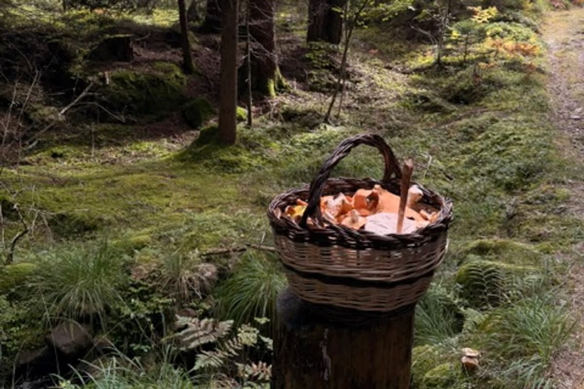 Dal bosco al piatto, passando per la psicologia: il viaggio dei funghi in Val di Fiemme