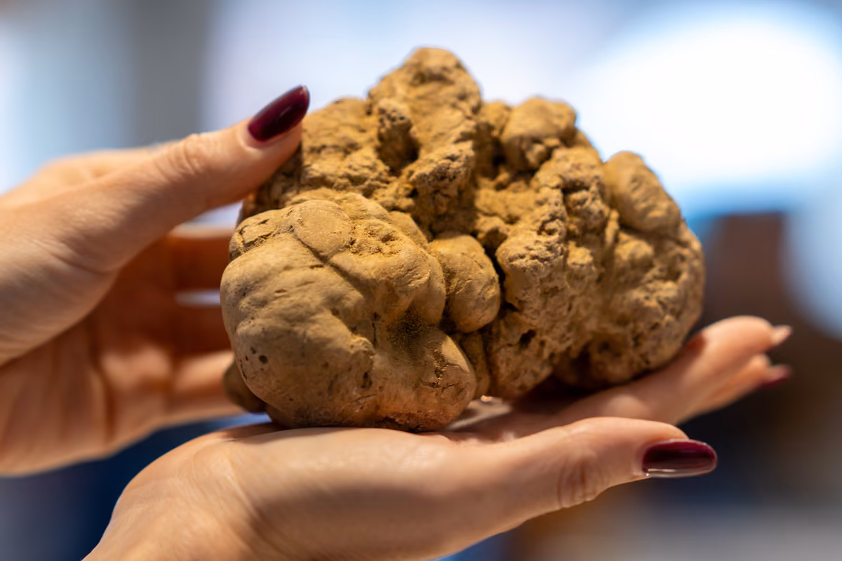 Il Tartufo Bianco d’Alba oltre la Fiera: eventi, ristoranti e hotel da scoprire