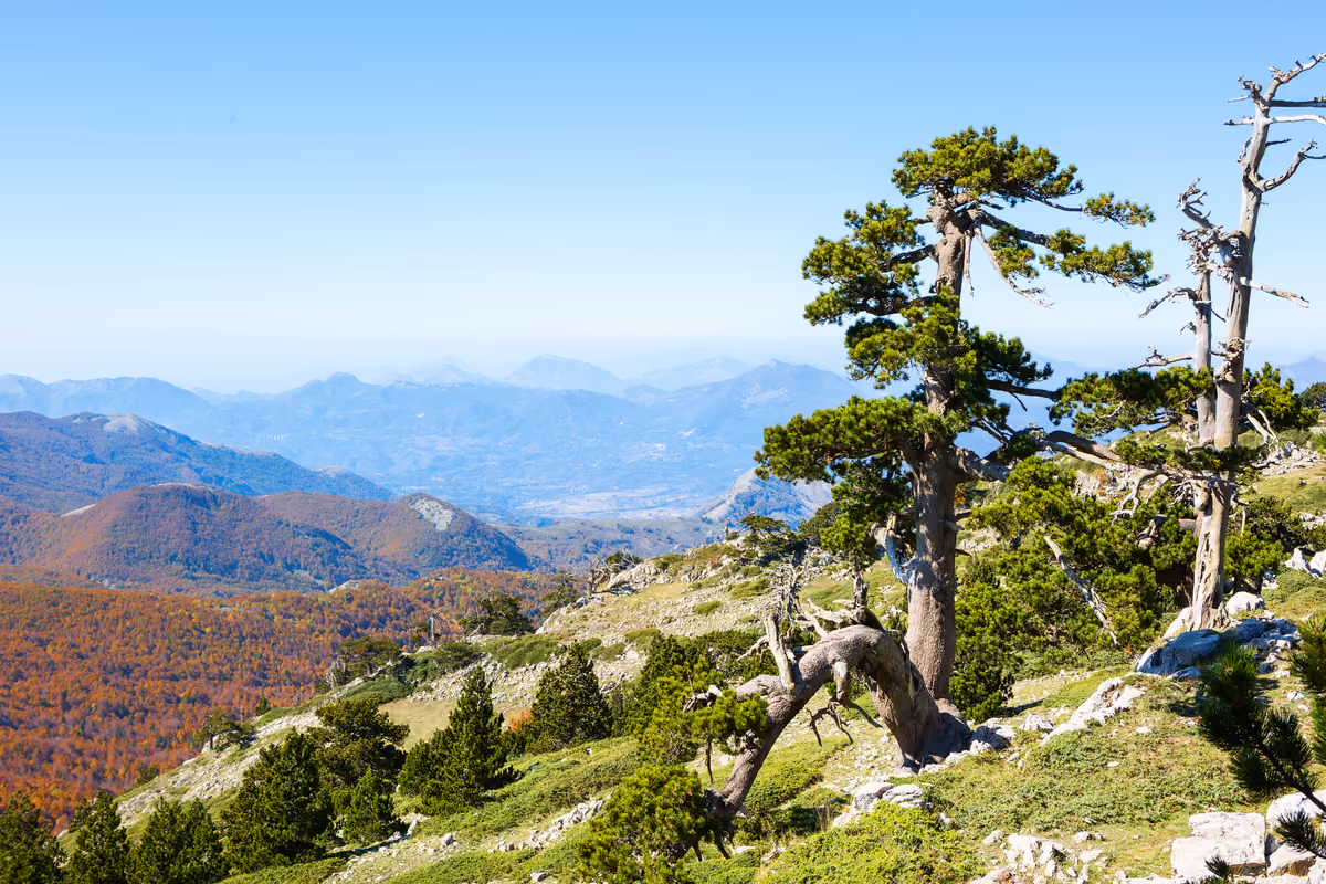 Pollino