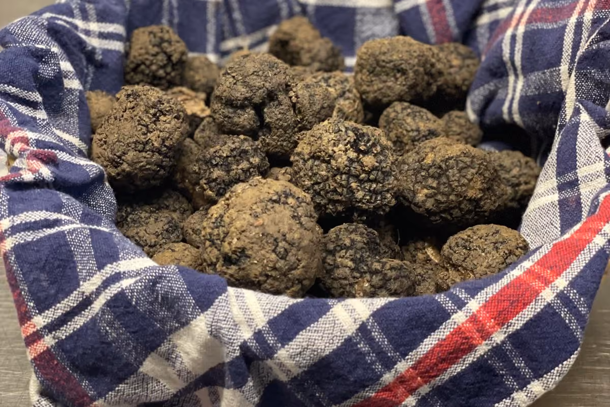 Il Tartufo Nero di Menconico