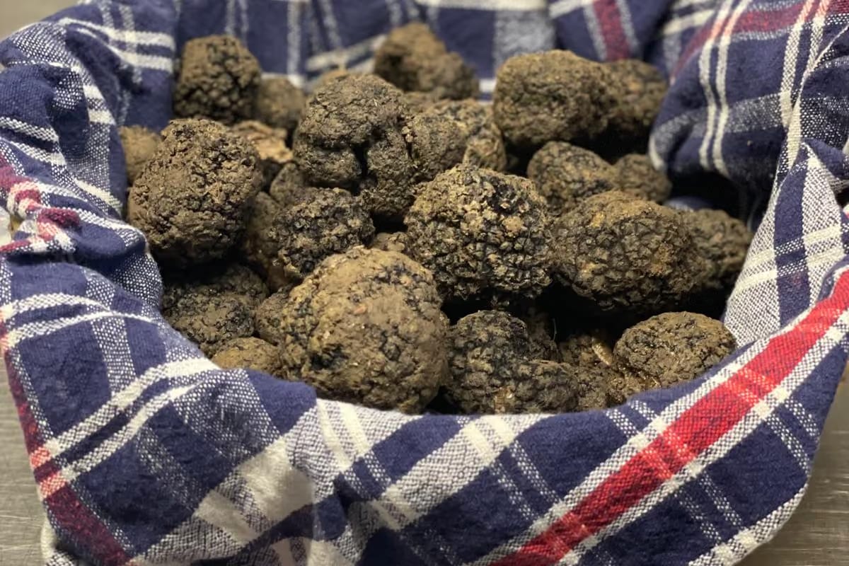 Tartufo nero dell'Alto Oltrepò, nasce una filiera tracciata dalla pianta al prodotto