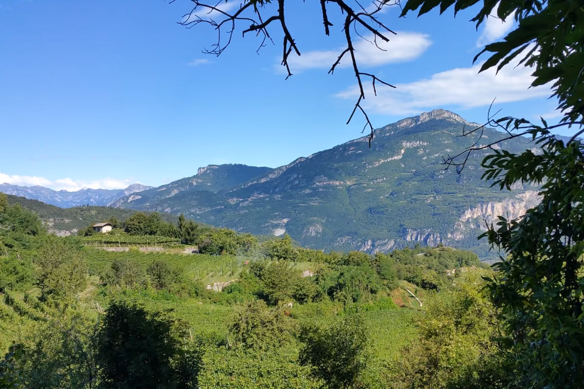 Cotarella: «Il clima non deve decidere quale vino dobbiamo produrre»