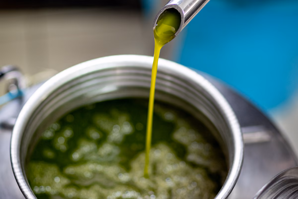 Due domeniche a Campello sul Clitunno per scoprire l'olio nuovo (e non solo)
