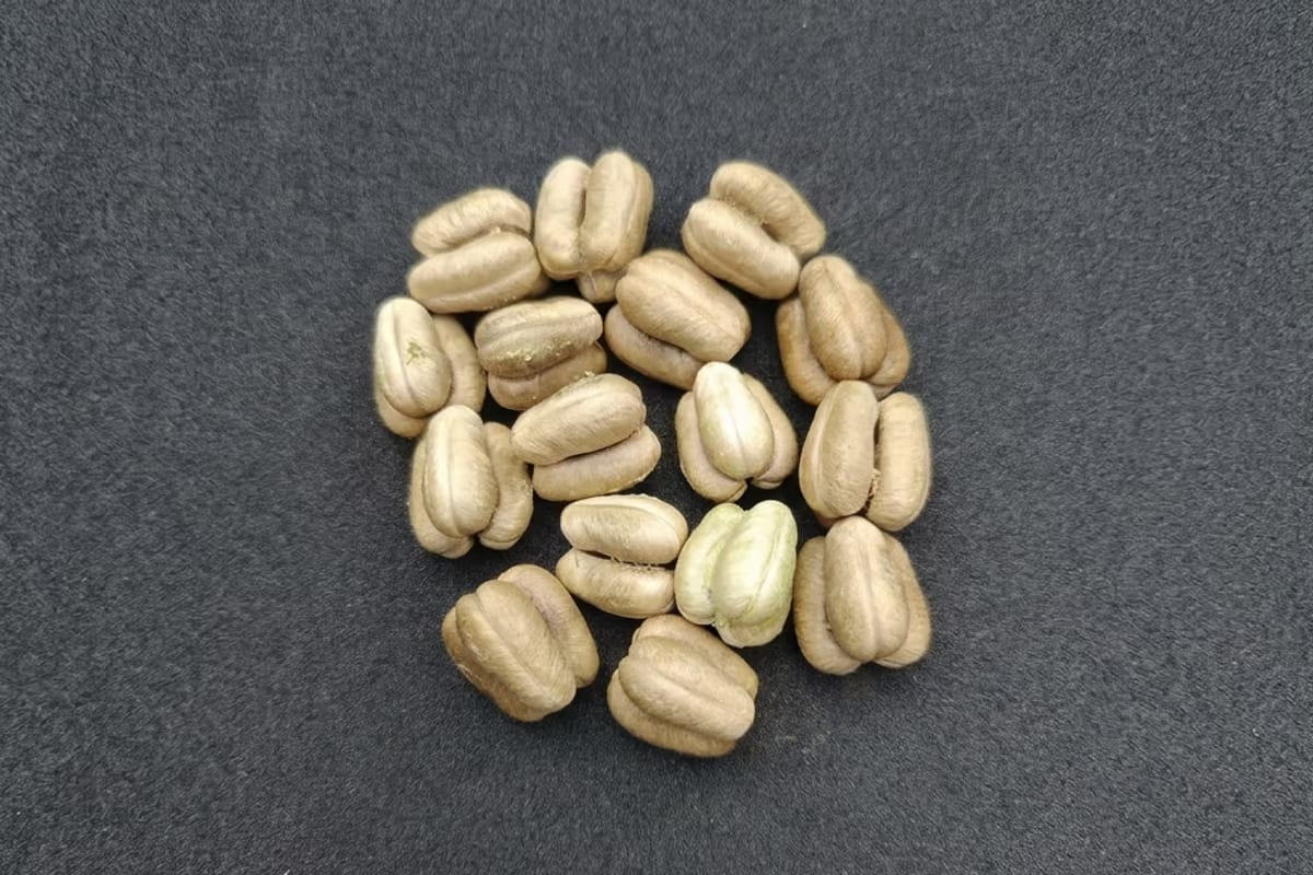 Il caffè che porta dentro di sé i monsoni: il segreto del Malabar indiano