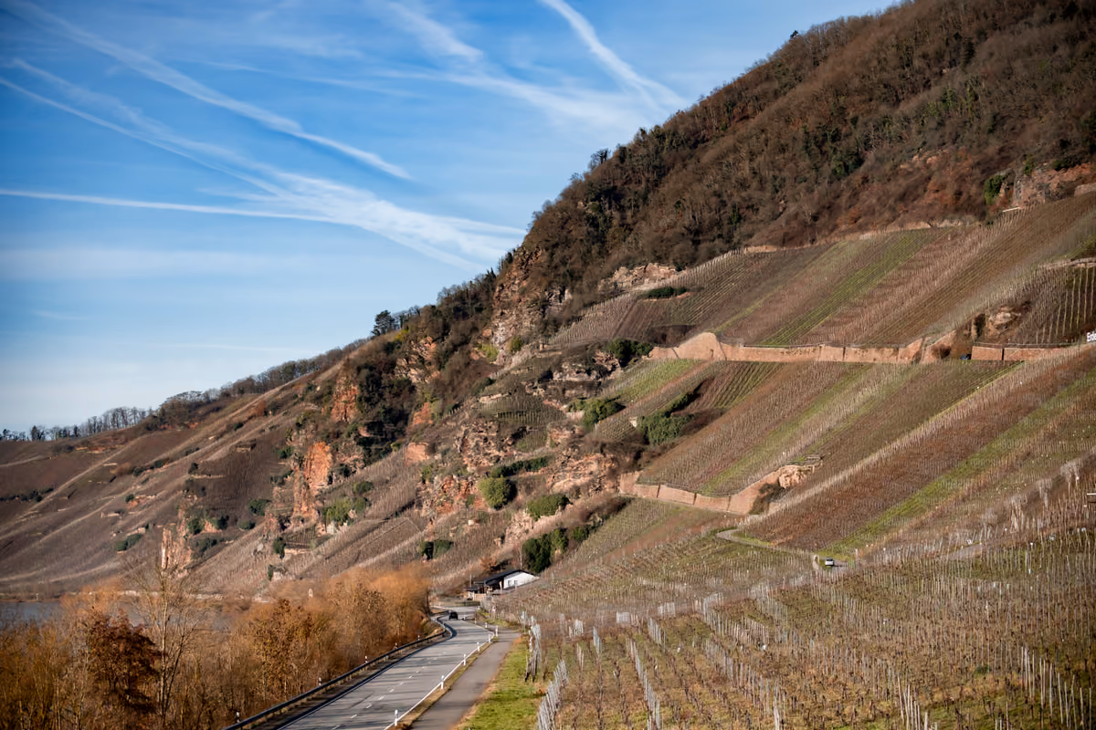 Le pendenze dei vigneti di Dr. Hermann arrivano anche al 70%