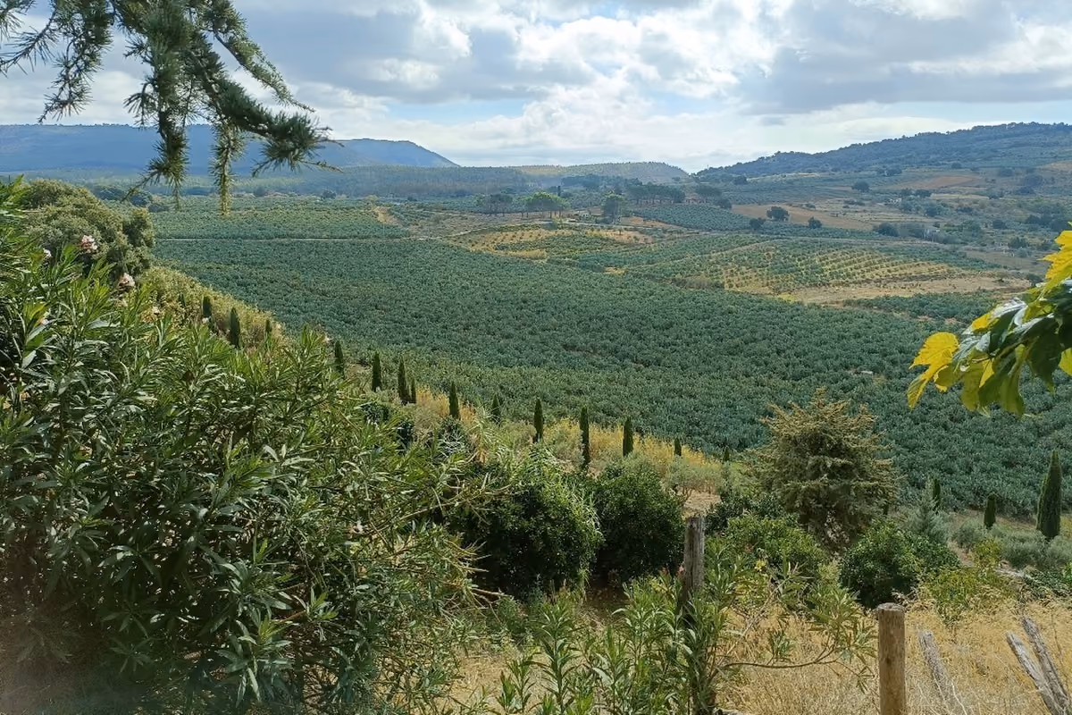 Dei circa 650 ettari del Comune di San Cono, 150 sono coltivati a ficodindieto
