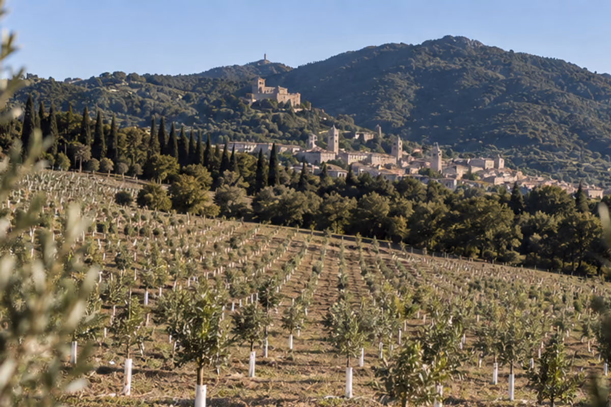 Il nome Domus Olear∑ indica proprio come si è cercato di riprodurre un gran numero di specialità di olivi