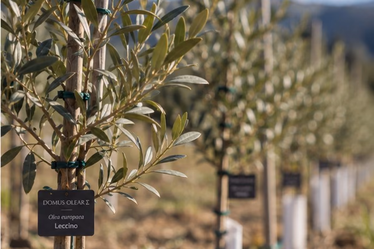 850 genotipi di olivo da 32 Paesi: in Umbria nasce la casa della biodiversità