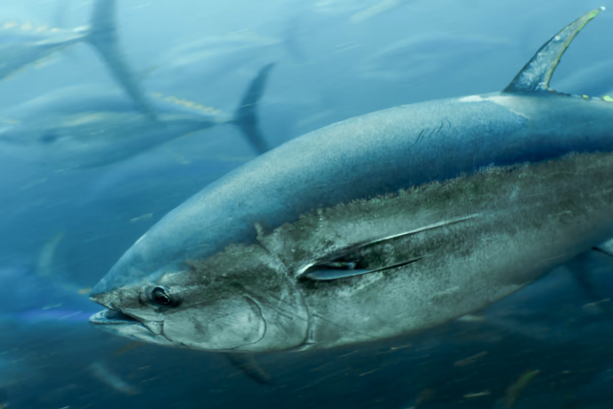 Pesce in scatola, fra salute e falsi miti: cosa sapere prima di aprire una lattina