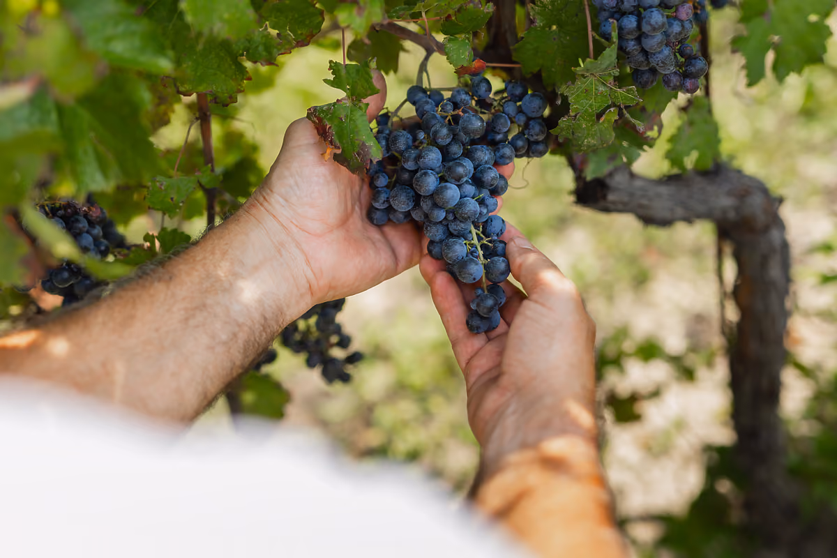 Il vino diventa destinazione: nuovi fondi per far crescere l'enoturismo italiano