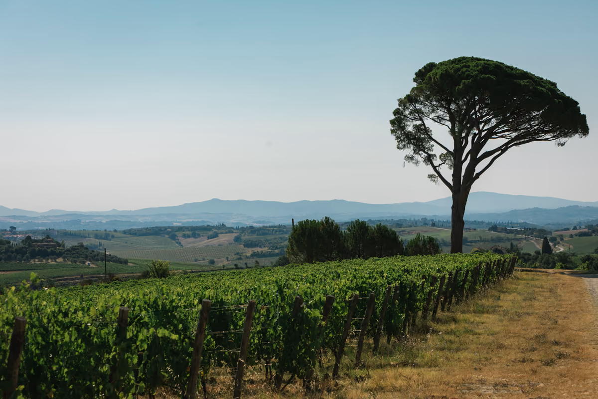 Tre vini, tre modi di leggere il Sangiovese: il progetto 300% di Avignonesi