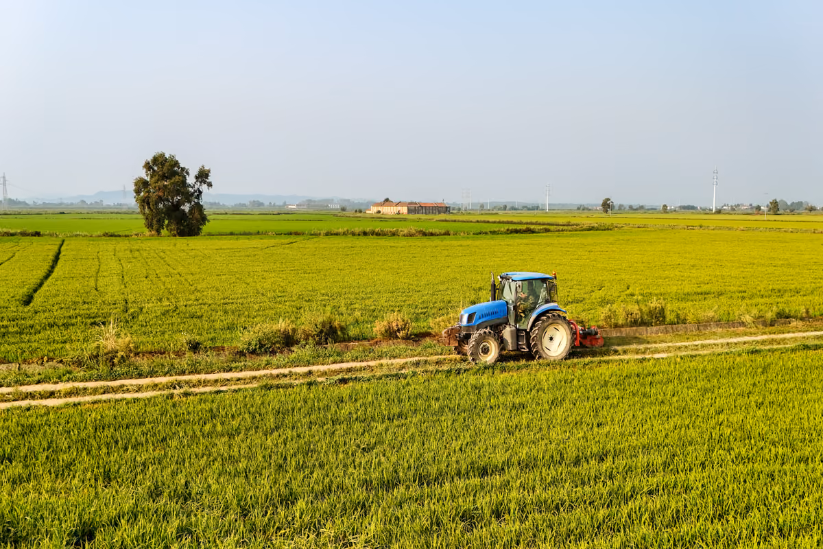 Riso, nel Pavese rese in calo del 20%: caldo e acqua mettono alla prova la raccolta