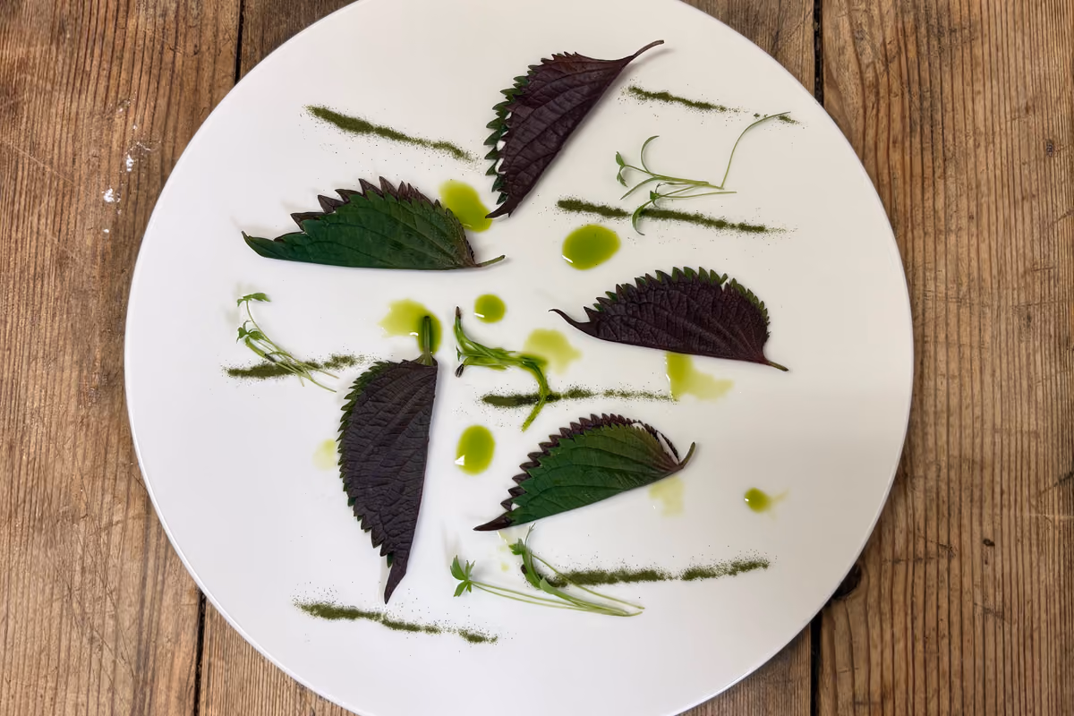 Le foglie di Shiso Bicolor possono essere un ingrediente jolly per molte preparazioni creative