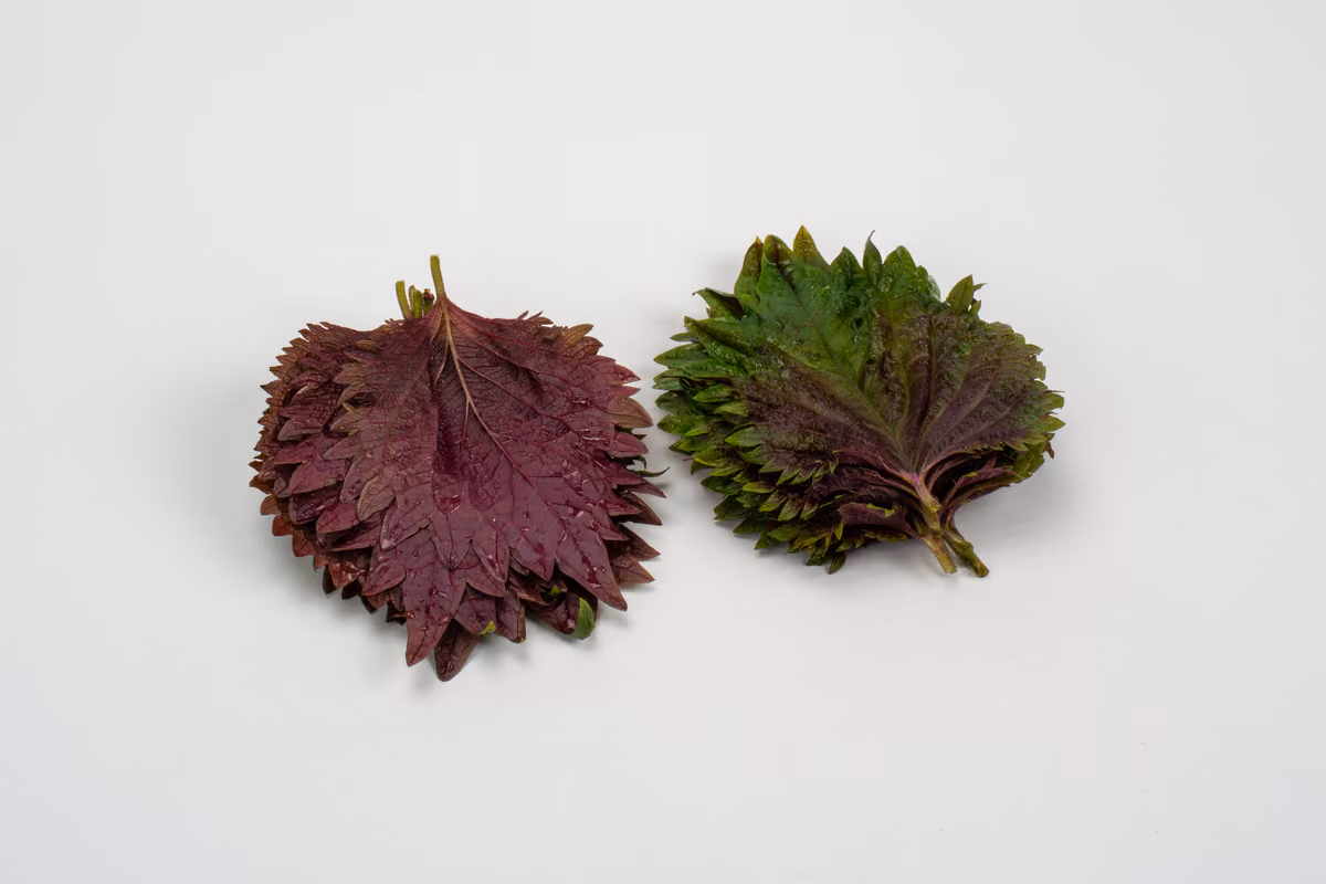 Due piccoli mazzi di foglie di shiso bicolore su sfondo bianco