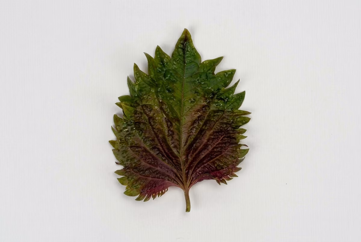 La foglia Shiso Bicolor proposta da Kopper Cress
