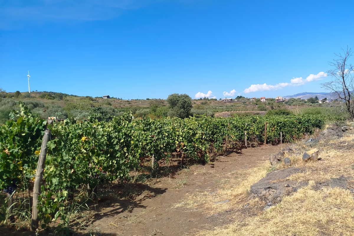 Le vigne del versante nord dell'Etna