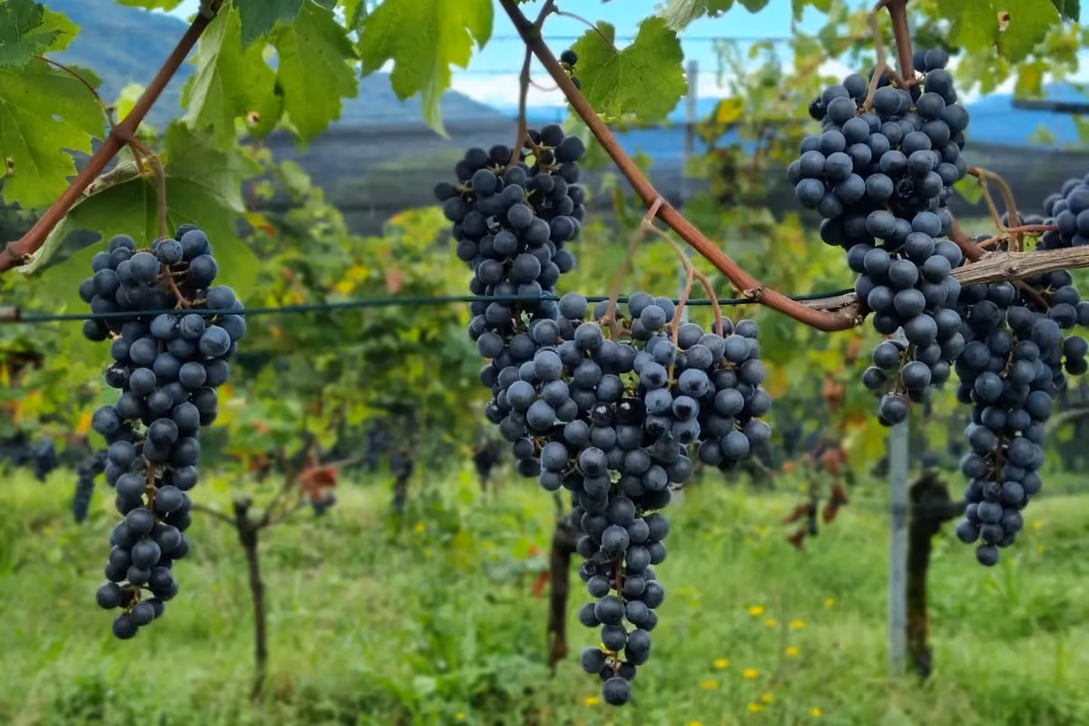 Merlot, non solo rosso: in Ticino il vitigno simbolo assume sfumature uniche