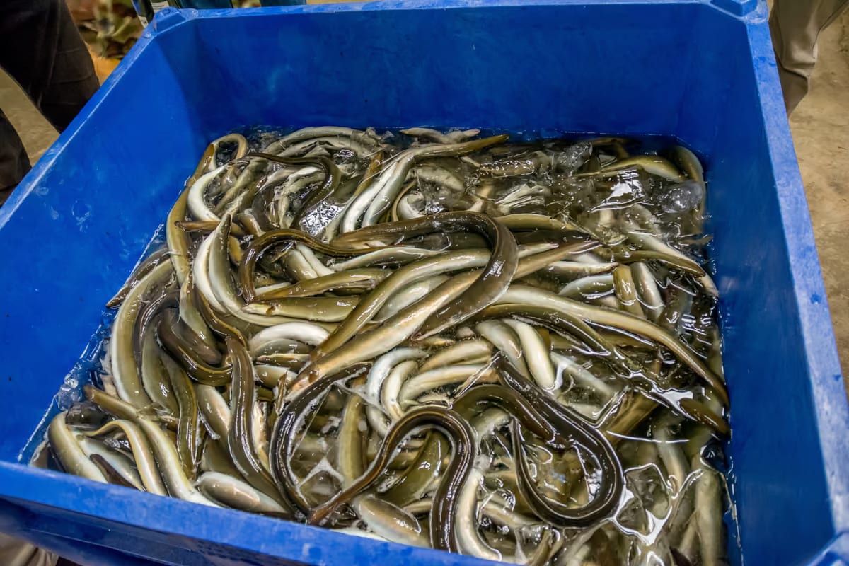 Biodiversità, il 90% degli associati  Relais & Châteaux toglie l'anguilla dai menu