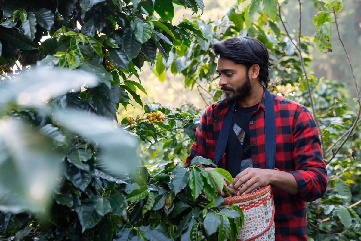 Prima della tostatura, il caffè verde dipende dai raccolti e dalle condizioni climatiche ed economiche dei Paesi produttori