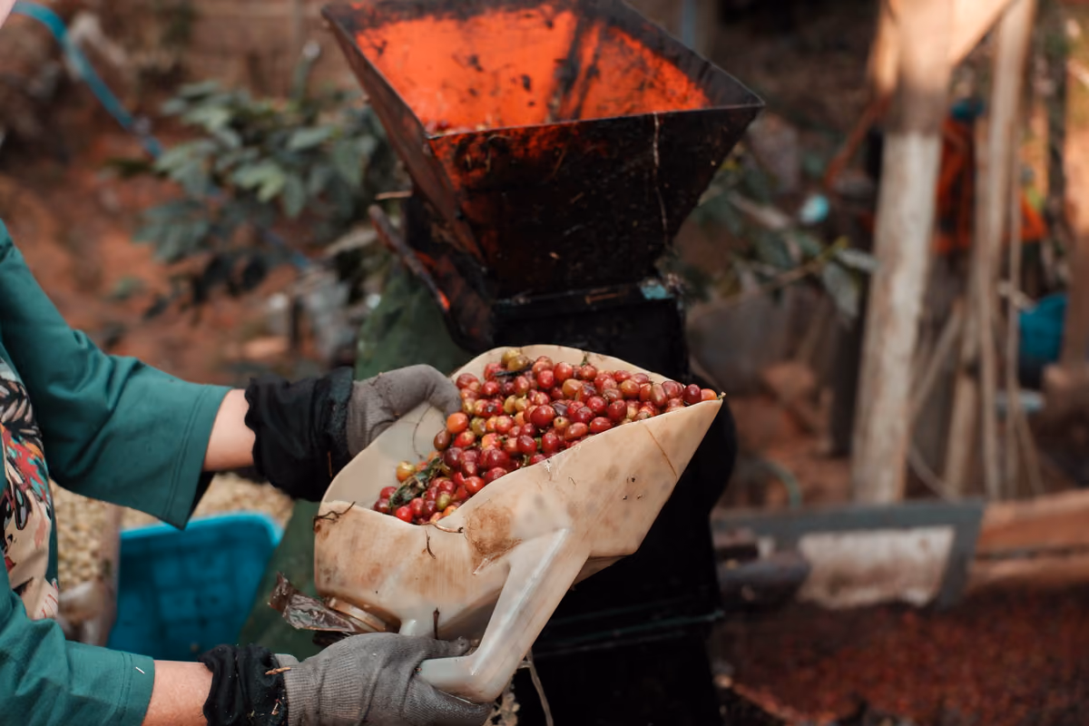 Per arrivare alla tazzina, il caffè attraversa una filiera internazionale che parte dalla coltivazione nei Paesi produttori