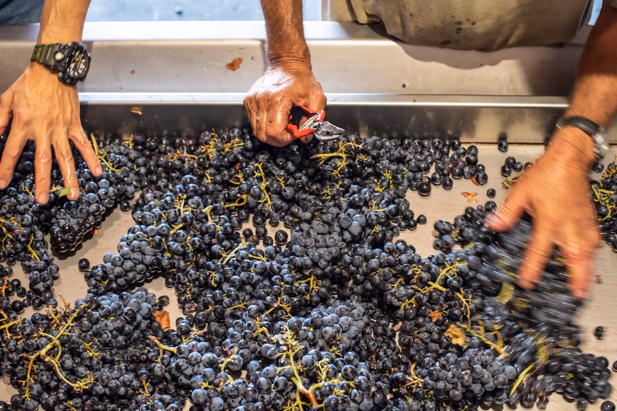 Vendemmia 2026, maturazione accelerata: la cantina si affida sempre più ai dati