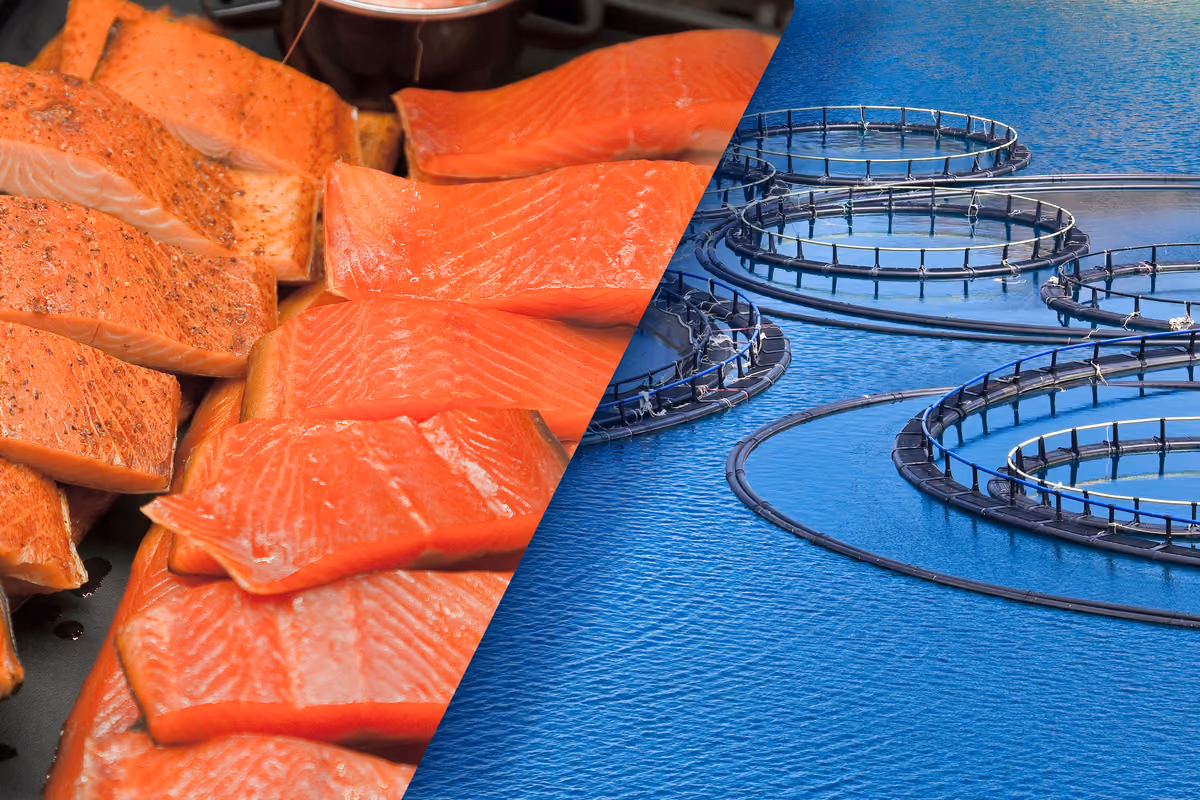 salmone a fette crude e cotte accanto a gabbie di allevamento in mare