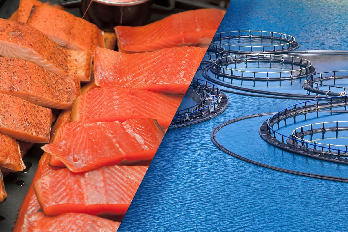 Bottura dice no al salmone allevato. Ma allora dovremmo eliminare anche oche e ostriche?