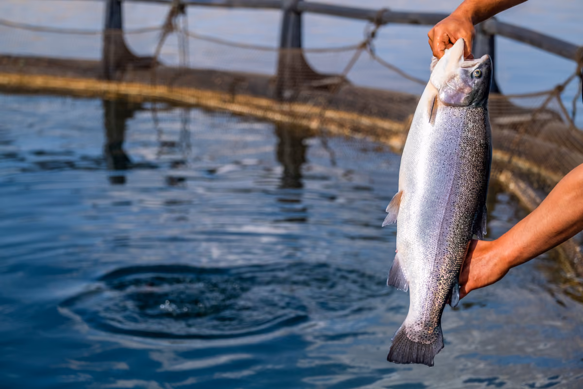 Bottura dice no al salmone allevato. Ma allora dovremmo eliminare anche oche e ostriche?