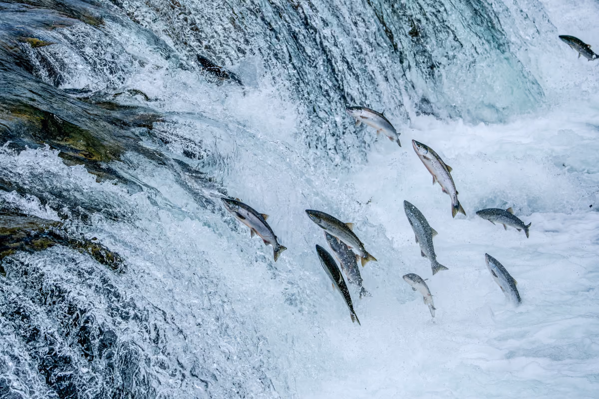 Bottura dice no al salmone allevato. Ma allora dovremmo eliminare anche oche e ostriche?