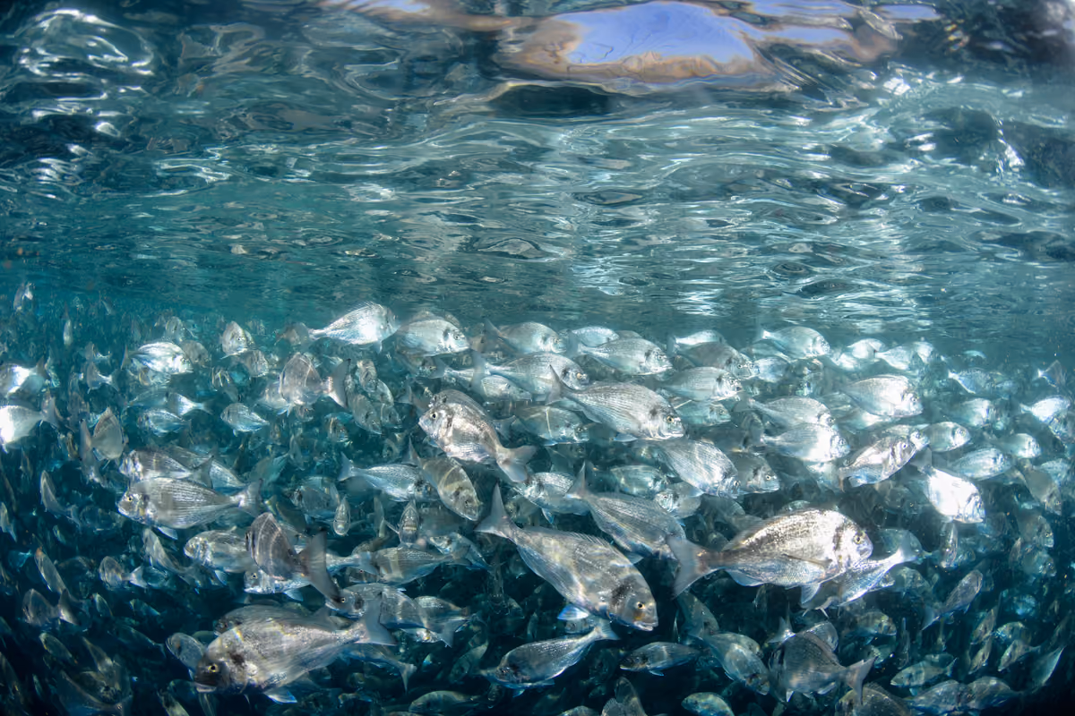 Bottura dice no al salmone allevato. Ma allora dovremmo eliminare anche oche e ostriche?