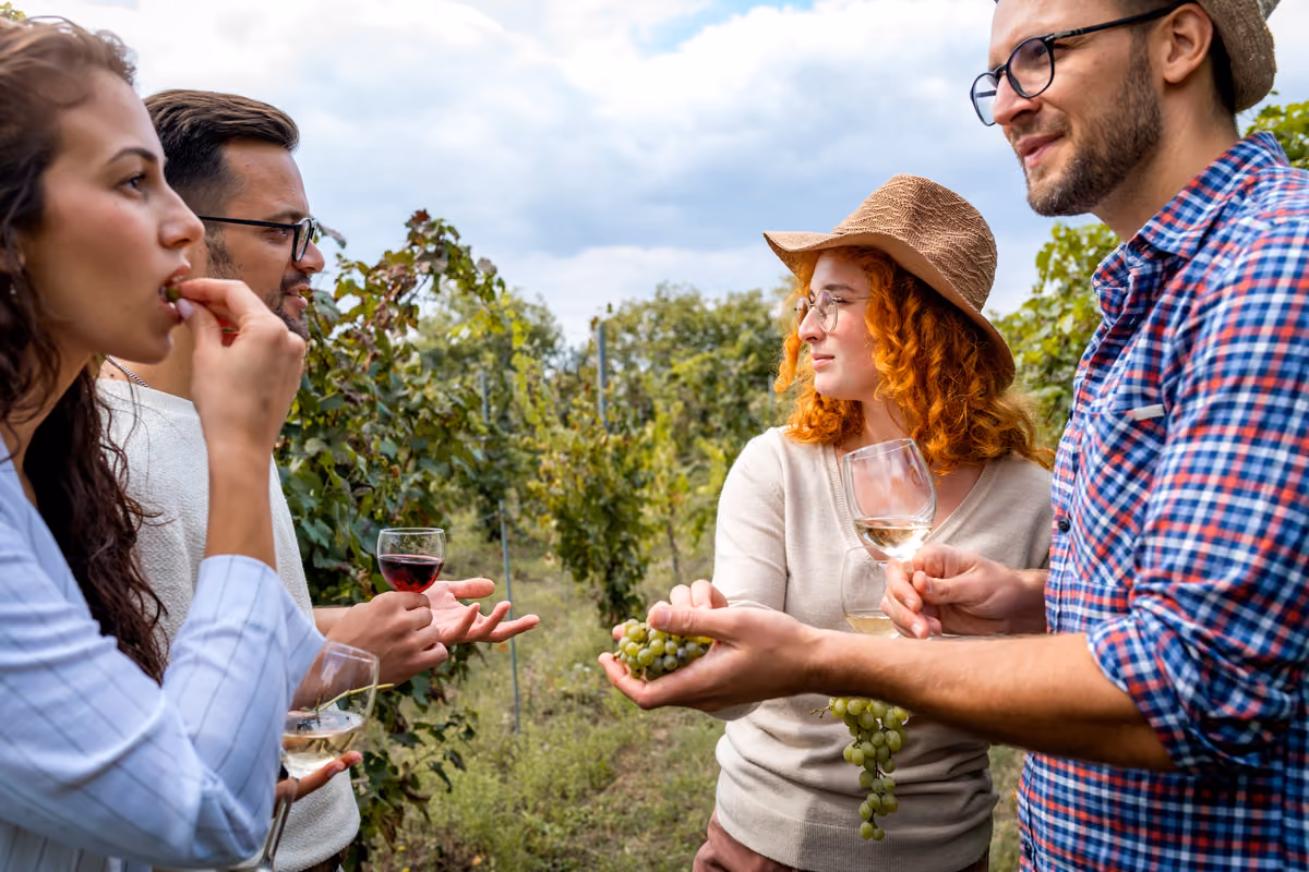 Quattro giovani degustano vino e uva in un vigneto all'aperto