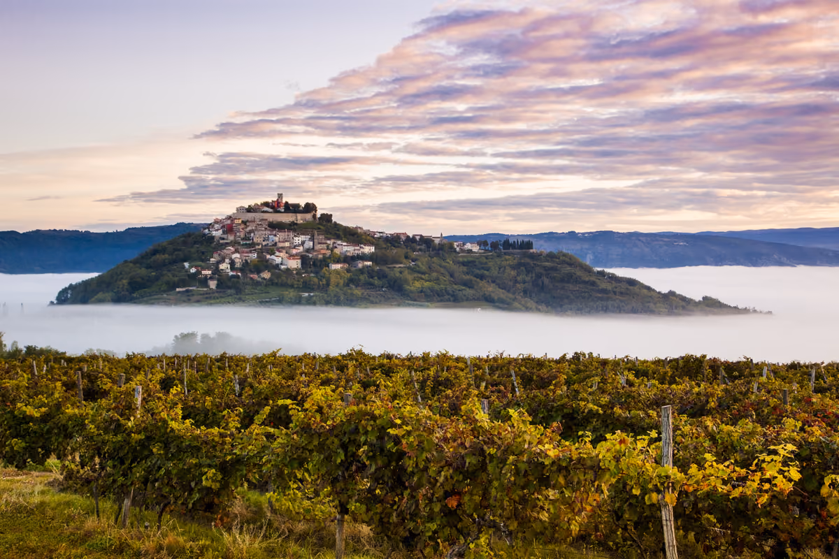 vigneti in primo piano con borgo collinare istriano avvolto dalla nebbia