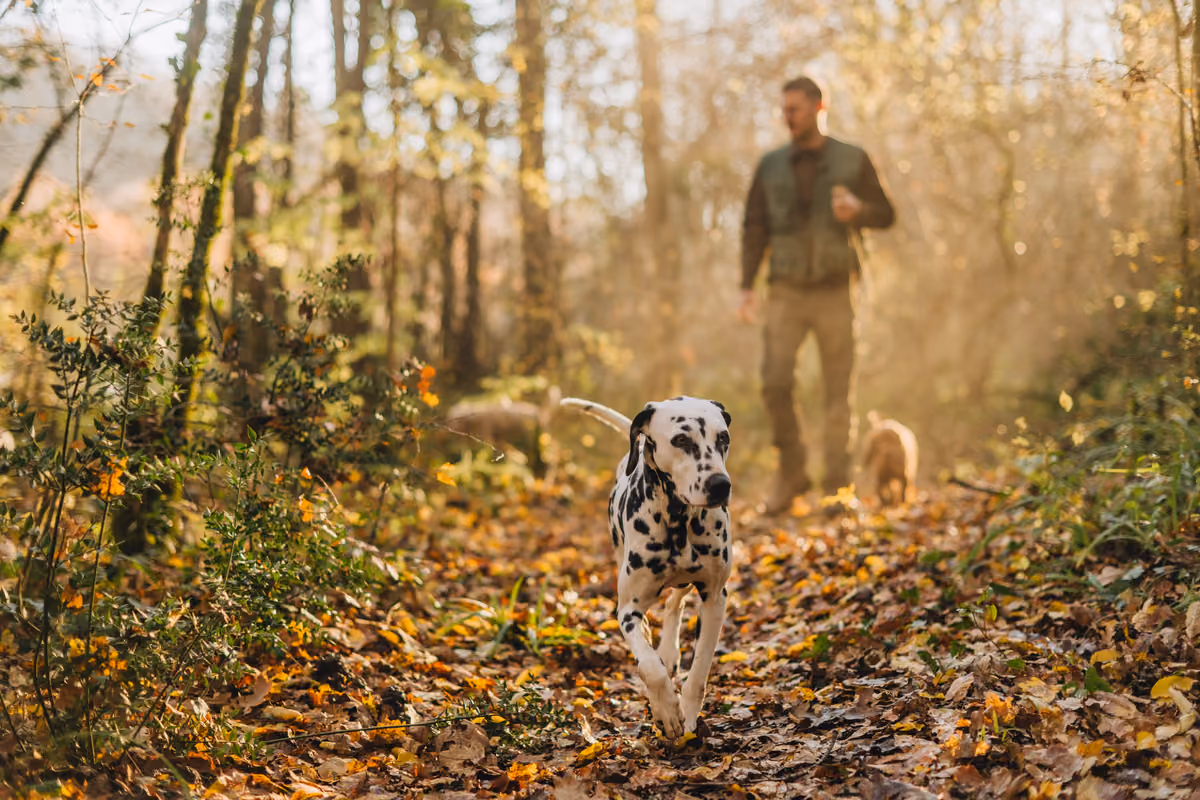 Un cane da tartufo guida la ricerca tra le foglie autunnali del bosco