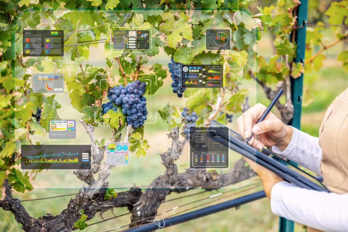 mano di un operatore agricolo con tablet su filari di vite con infografiche digitali