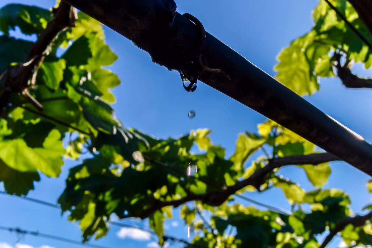 Caldo in vigna: satelliti, mappe e sensori decidono quanta acqua serve